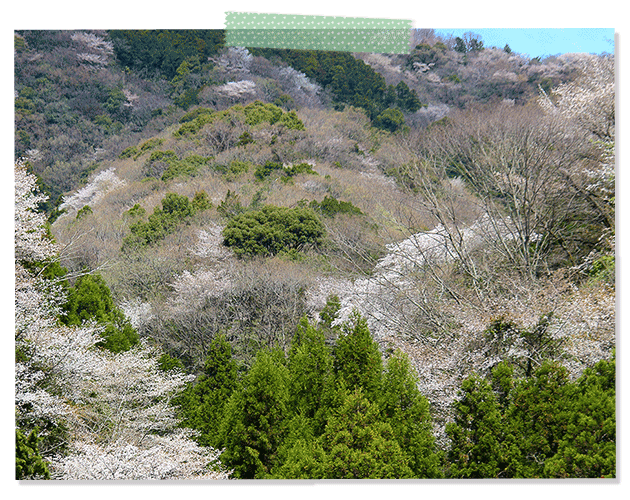 イベント詳細・桜