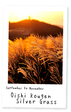 紀美野町イベントカレンダー・Japanese Pampas Grass of Oishi Highlands