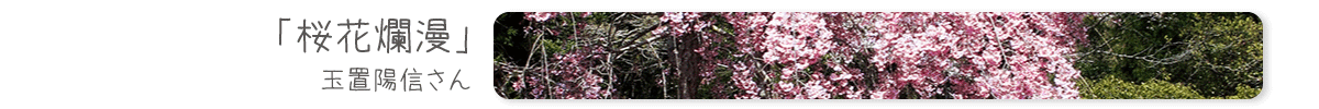 桜花爛漫