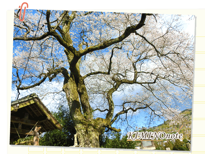 善福寺 エドヒガンザクラ